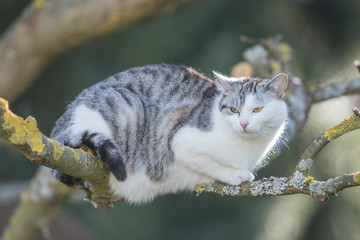 Katze auf einem Baum 