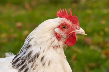 Close up of the head of a Sussex chicken in a late afternoon against a grass background