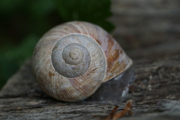 A snail shell and dry brown leaves