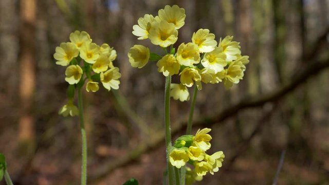 Oxlip (Primula elatior)