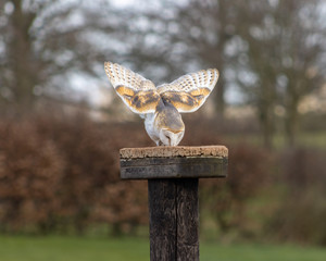 Birds of Prey at a Falconry Centre
