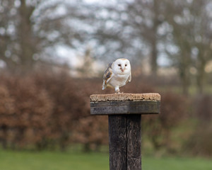 Birds of Prey at a Falconry Centre