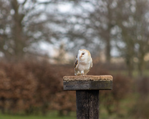 Birds of Prey at a Falconry Centre