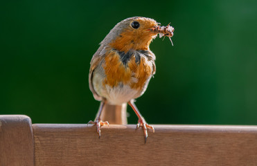 Scruffy Robin with bugs in beak