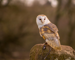 Birds of Prey at a Falconry Centre