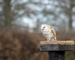 Birds of Prey at a Falconry Centre