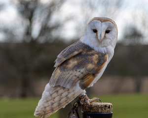 Birds of Prey at a Falconry Centre