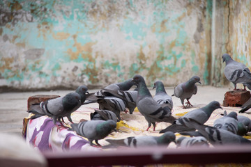 Fototapeta premium pigeons on roof of top 