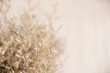 Fotobehang Bloemen  Close up Dried brown flower plant                                                                                             © mootun