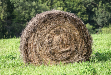 bale of hay in the field
