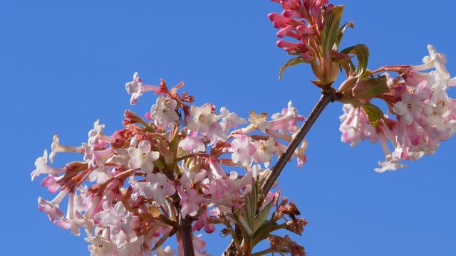 Viburnum (Viburnum)