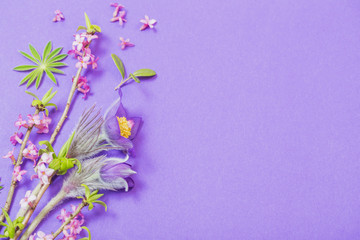 spring flowers on violet background