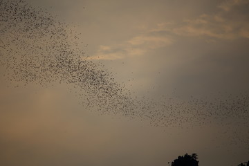 group of bats are flying out a living