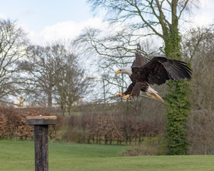 Birds of Prey at a Falconry Centre