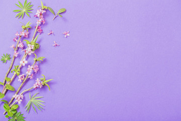Fototapeta na wymiar spring flowers on violet background