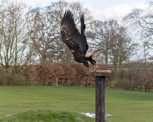 Birds of Prey at a Falconry Centre