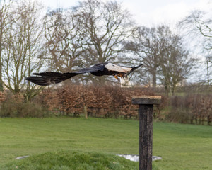 Birds of Prey at a Falconry Centre