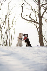 golden retriever and border collie hug dogs on winter landscape