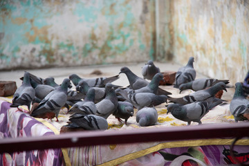 Fototapeta premium birds like pegion on roof for there bite love birds on the roof 
