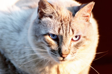 sweet cat relax at the sun