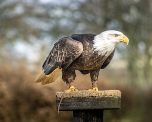 Birds of Prey at a Falconry Centre