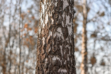trunk of a tree
