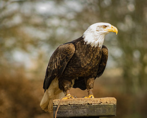 Birds of Prey at a Falconry Centre