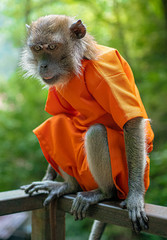 Prison monkey