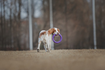 russian spaniel playing in park