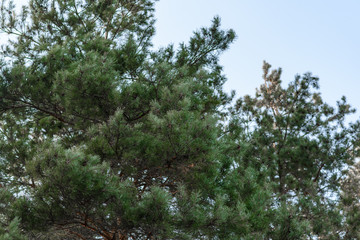 branches of a tree