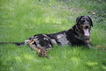 Sheepdogs domestic garden puppy playing together