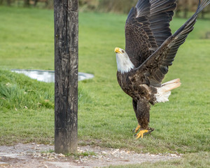 Birds of Prey at a Falconry Centre