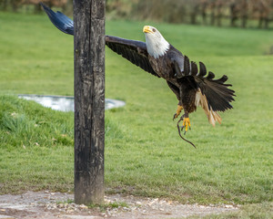 Birds of Prey at a Falconry Centre