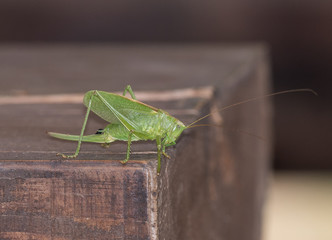 Songwriter Grasshopper.