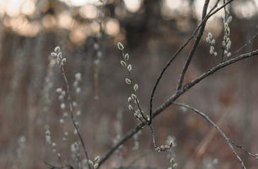branches of a tree in winter