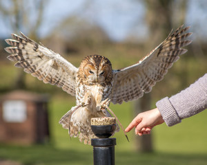 Birds of Prey at a Falconry Centre