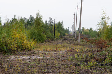 Forest management: clearing the clearing for power lines.