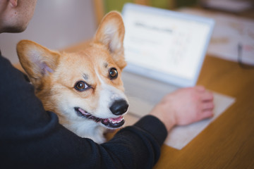 Naklejka na ściany i meble A man working at home during home office with a red and happy welsh corgi pembroke dog