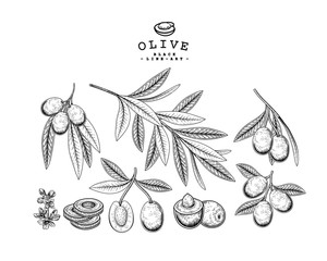 Vector Sketch olive decorative set. Hand Drawn Botanical Illustrations. Black and white with line art isolated on white backgrounds. Plant drawings. Retro style elements.