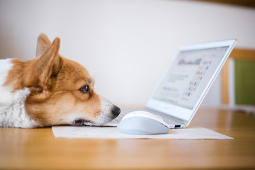 A man working at home during home office with a red and happy welsh corgi pembroke dog