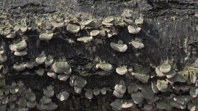 Polypores fungi  (Trametes /Turkey tail) on a tree trunk. Dolly shot.