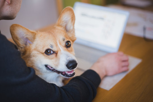 A man working at home during home office with a red and happy welsh corgi pembroke dog
