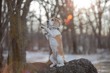 beagle tricks in the forest