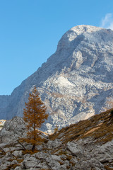 Larch tree with mountain Kanjavec in background