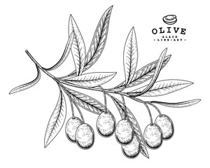 Vector Sketch Olive decorative set. Hand Drawn Botanical Illustrations. Black and white with line art isolated on white backgrounds. Plant drawings. Retro style elements.