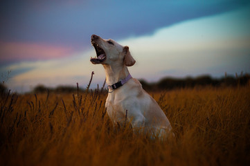 mutt dog roaring in field sunset background