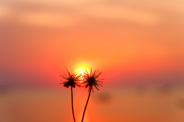 Flower grass in the evening