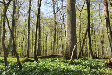 Auenwald im Frühling