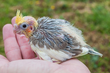 A baby cockatiel on a human hand
