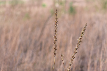 Fototapeta premium field of wheat